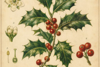 European Holly: A Sacred Evergreen in Paganism and Witchcraft