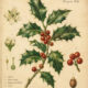 European Holly: A Sacred Evergreen in Paganism and Witchcraft