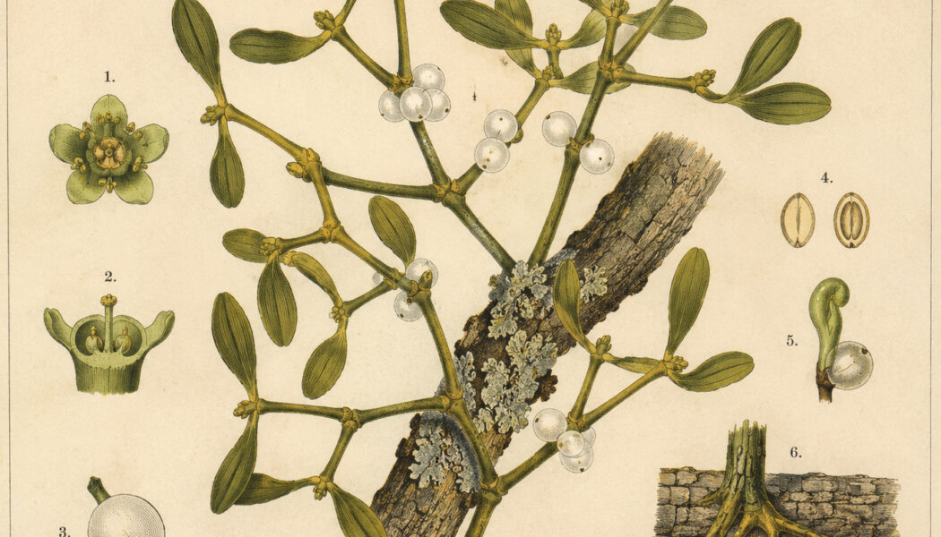 European Mistletoe: A Sacred Plant of Paganism and Witchcraft