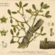 European Mistletoe: A Sacred Plant of Paganism and Witchcraft