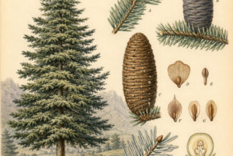 European Silver Fir: A Sacred Evergreen in Paganism and Witchcraft