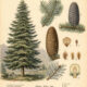 European Silver Fir: A Sacred Evergreen in Paganism and Witchcraft