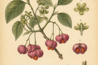 European Spindle: A Magical Shrub of Folklore and Pagan Tradition