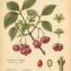 European Spindle: A Magical Shrub of Folklore and Pagan Tradition