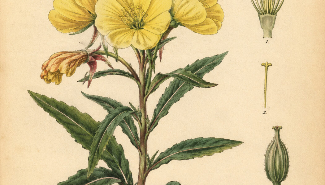 Evening Primrose: A Moonlit Flower in Nature, Paganism, and Witchcraft
