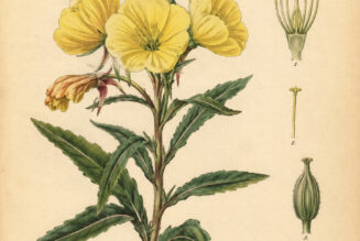 Evening Primrose: A Moonlit Flower in Nature, Paganism, and Witchcraft
