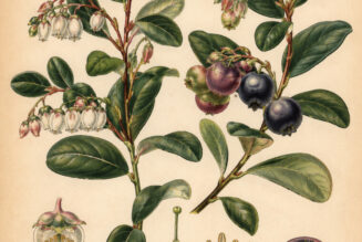 Evergreen Huckleberry: A Sacred Woodland Plant in Paganism and Witchcraft