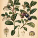 Evergreen Huckleberry: A Sacred Woodland Plant in Paganism and Witchcraft