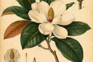 Evergreen Magnolia: A Sacred Tree of Beauty, Strength, and Spiritual Renewal