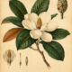 Evergreen Magnolia: A Sacred Tree of Beauty, Strength, and Spiritual Renewal