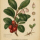 Evergreen Wintergreen: A Sacred Plant in Paganism and Witchcraft