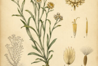 Everlasting: A Sacred Flower of Memory and Protection