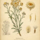 Everlasting: A Sacred Flower of Memory and Protection