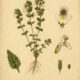 Eyebright: A Magical Herb of Clarity and Vision