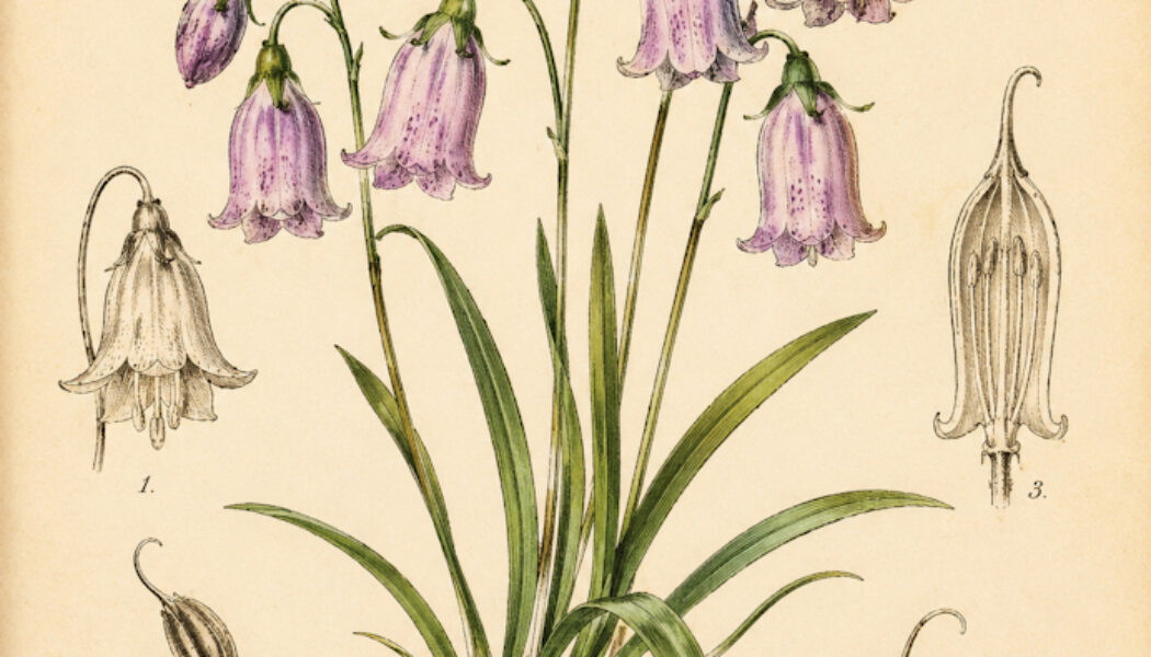 Fairy Bells: A Magical Woodland Flower in Paganism and Witchcraft