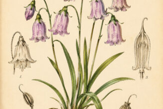 Fairy Bells: A Magical Woodland Flower in Paganism and Witchcraft