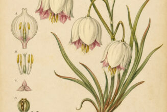 Fairy Lantern: A Magical Woodland Flower in Modern Paganism and Witchcraft