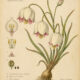 Fairy Lantern: A Magical Woodland Flower in Modern Paganism and Witchcraft