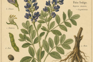 False Indigo: A Magical Plant of Protection, Strength, and Transformation