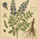 False Indigo: A Magical Plant of Protection, Strength, and Transformation