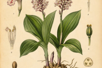 False Unicorn Root: A Sacred Herb of Fertility, Intuition, and Women’s Wisdom