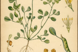 Fenugreek: A Sacred Herb of Prosperity, Protection, and Ancient Magic