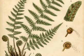 Fern: A Sacred Plant in Paganism and Witchcraft