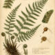 Fern: A Sacred Plant in Paganism and Witchcraft