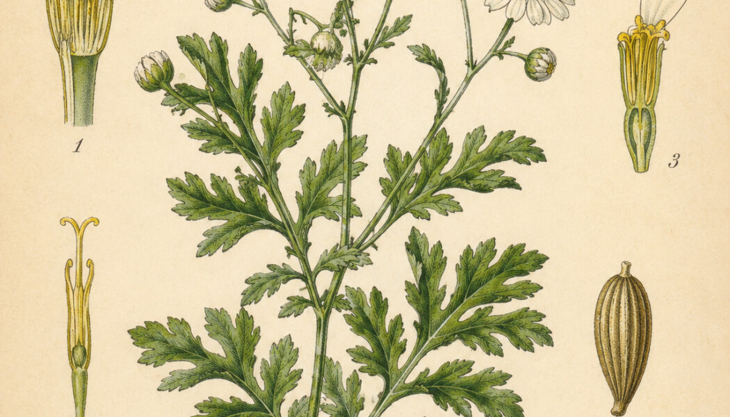 Feverfew: A Protective Herb in Paganism and Witchcraft