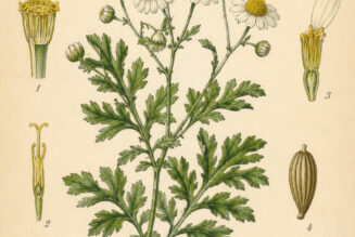 Feverfew: A Protective Herb in Paganism and Witchcraft