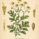 Feverfew: A Protective Herb in Paganism and Witchcraft