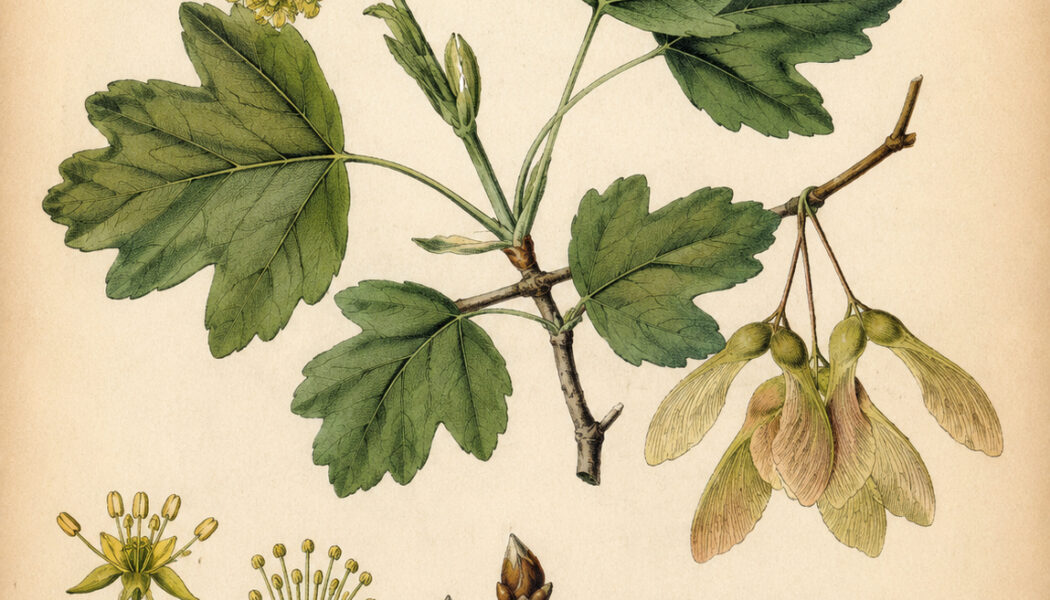 Field Maple: A Tree of Balance, Protection, and Quiet Magic