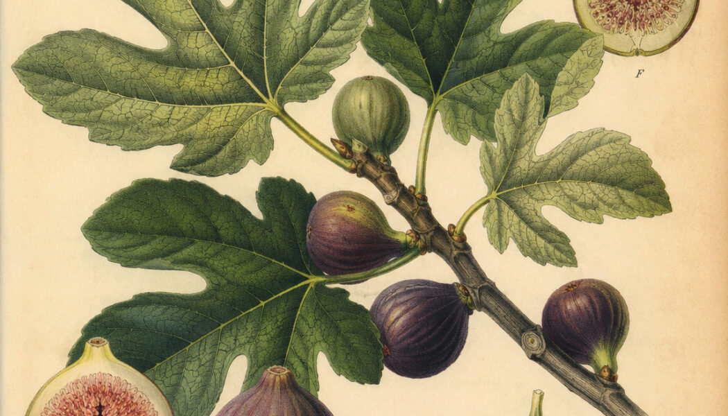 The Fig Tree: A Sacred Plant in Paganism and Witchcraft