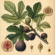 The Fig Tree: A Sacred Plant in Paganism and Witchcraft