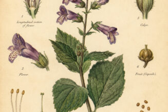 Figwort: The Hidden Healing Herb in Paganism and Witchcraft
