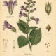 Figwort: The Hidden Healing Herb in Paganism and Witchcraft