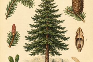 Fir Tree: A Sacred Evergreen in Paganism and Witchcraft