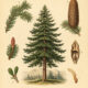 Fir Tree: A Sacred Evergreen in Paganism and Witchcraft