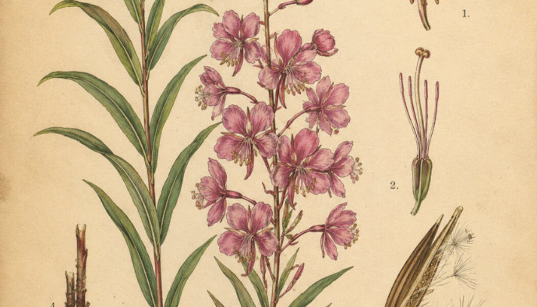 Fireweed: A Symbol of Renewal in Nature, Paganism, and Witchcraft
