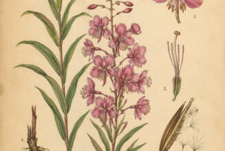 Fireweed: A Symbol of Renewal in Nature, Paganism, and Witchcraft