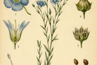Flax: A Sacred Plant of Protection, Craft, and Tradition
