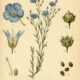 Flax: A Sacred Plant of Protection, Craft, and Tradition