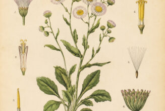 Fleabane: A Humble Wildflower in Paganism and Witchcraft