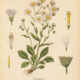 Fleabane: A Humble Wildflower in Paganism and Witchcraft