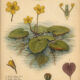 Floating Heart: A Sacred Water Plant in Paganism and Witchcraft