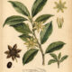Florida Anise: A Fragrant Plant of Protection and Spiritual Strength