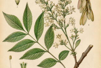 Flowering Ash: A Tree of Beauty, Protection, and Pagan Tradition