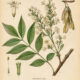 Flowering Ash: A Tree of Beauty, Protection, and Pagan Tradition