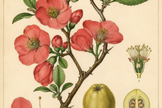 Flowering Quince: A Symbol of Protection, Renewal, and Resilience in Paganism and Witchcraft