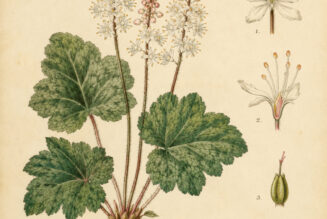 Foamflower: A Woodland Plant in Paganism and Witchcraft